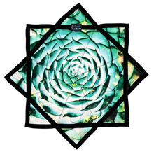 Load image into Gallery viewer, Astral Aloe
